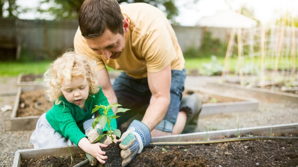 dad and child gardening during spring break at home