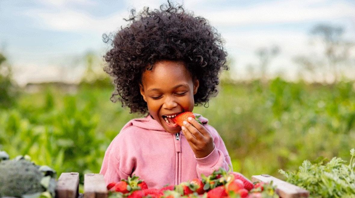 Young girl eating strawberries just picked at a local farm near Seattle