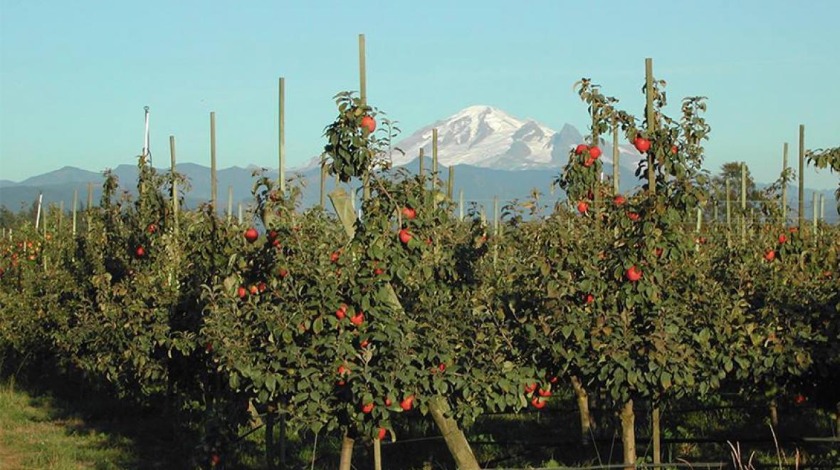 View of Mt. Baker from the Bellewood Farms orchard