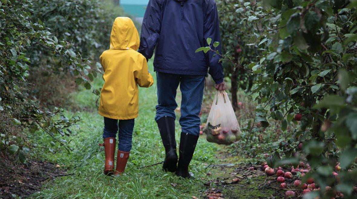 Parent and child in a yellow rain jacket walking in an apple field at Jones Creek Farm.