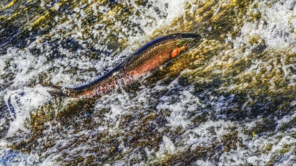 Salmon jumping in Issaquah creek