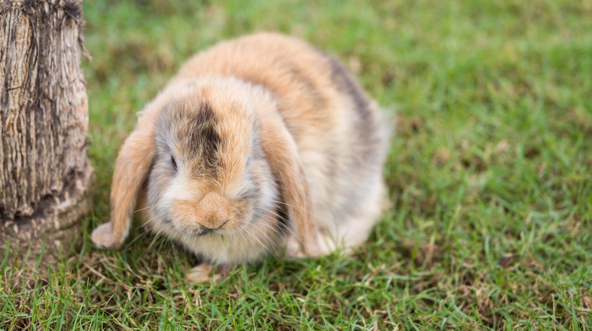 A brown and white Holland Lop bunny