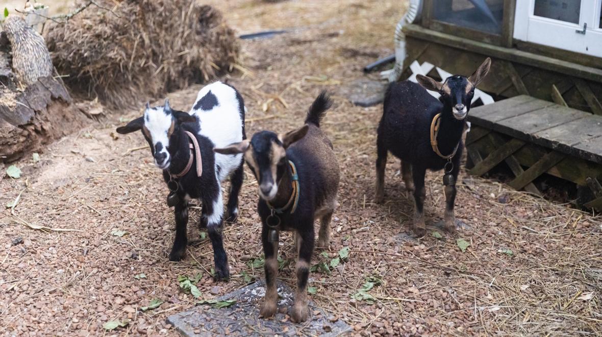 Goats at a petting zoo