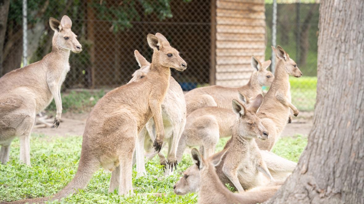 kangaroos 