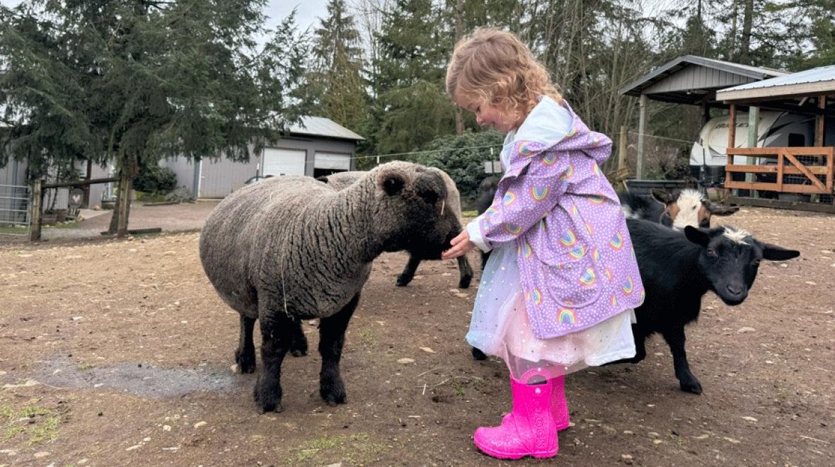 young girl feeding sheep at Enchanted Farms on spring break