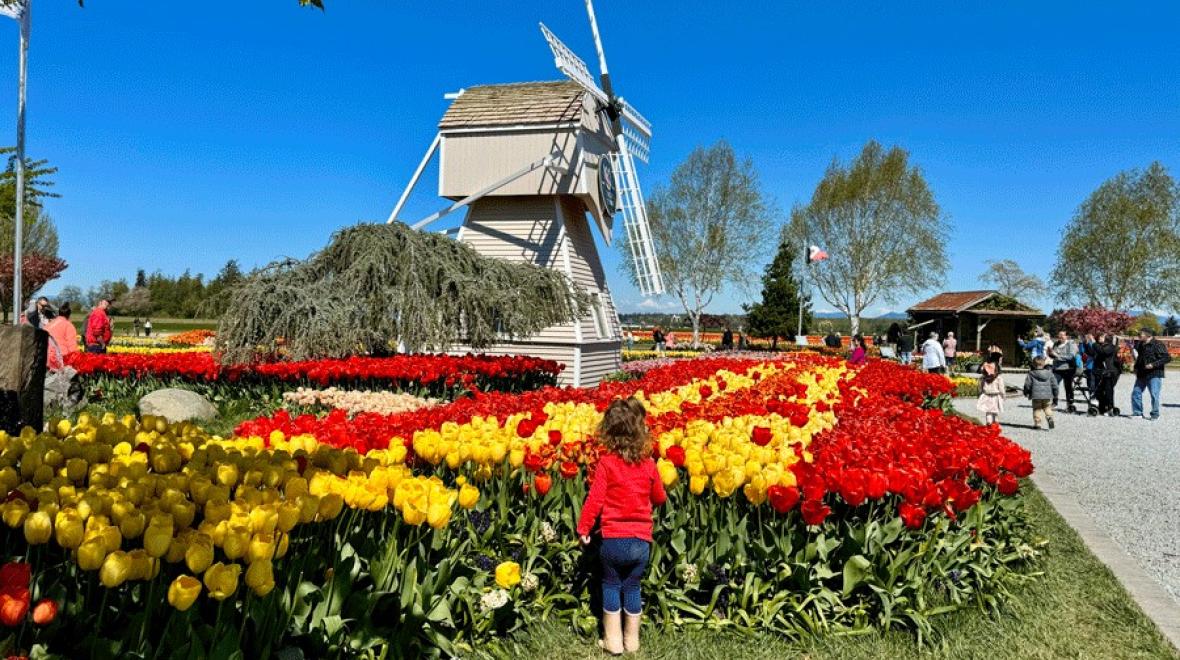 young girl looking at tulips blooming in skagit valley, a fun spring break activity for Seattle families