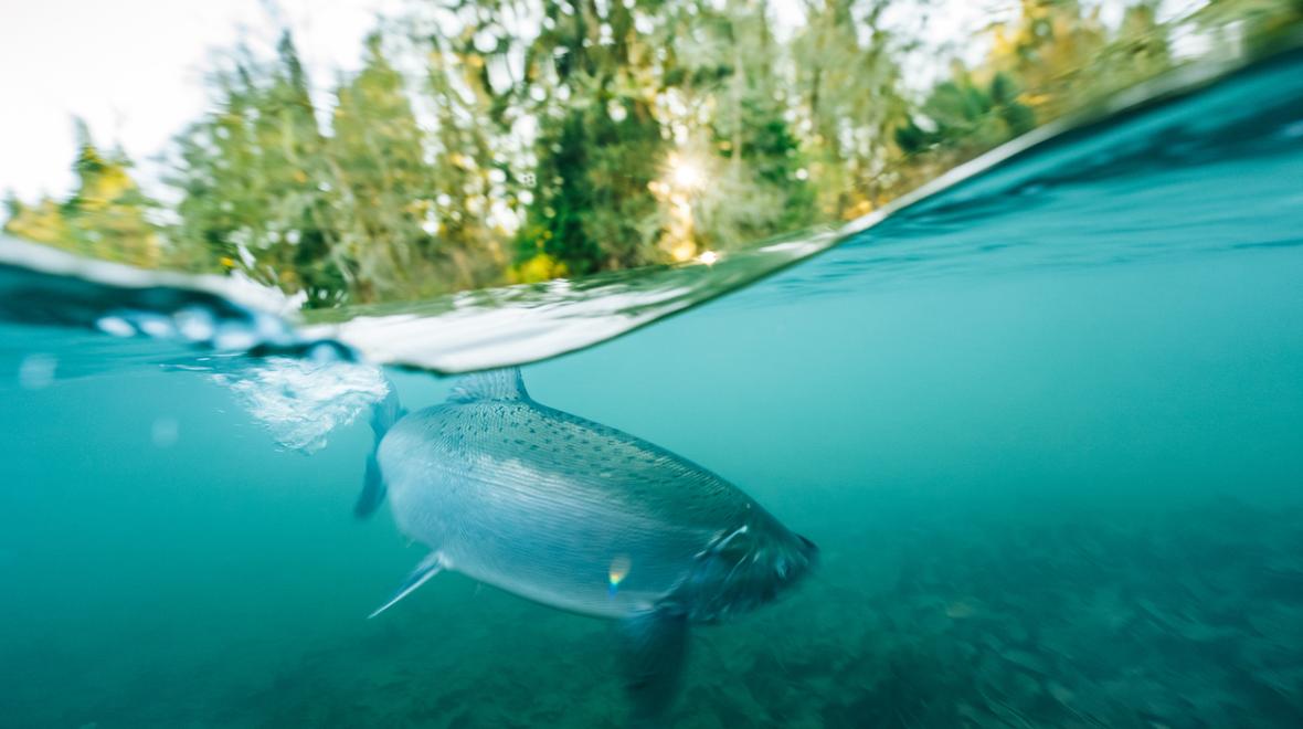 Underwater view of salmon in a river.