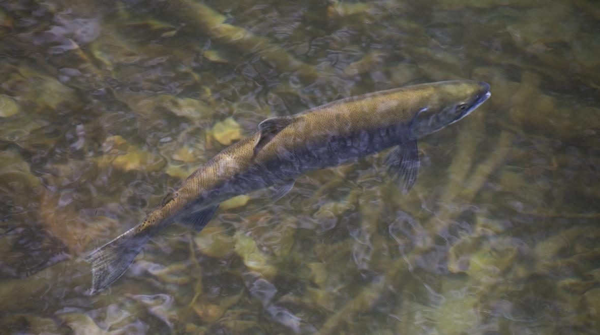 A sockeye salmon swims up the river before spawning.