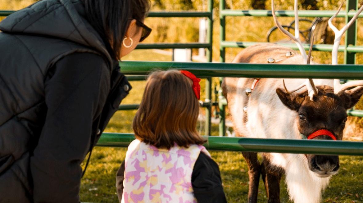 child feeding a reindeer
