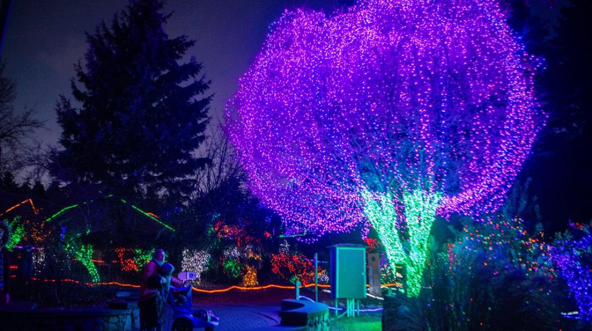 a tree with purple lights, part of Zoolights holiday light display at Point Defiance Zoo & Aquarium