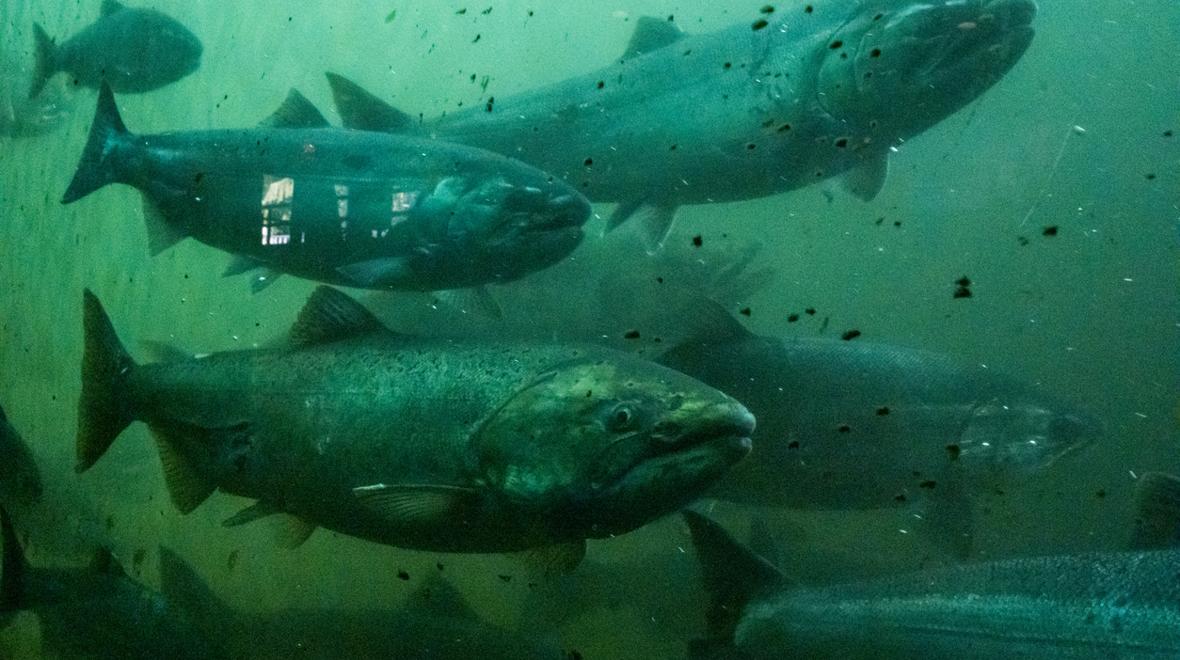 Salmon swimming at Ballard Locks