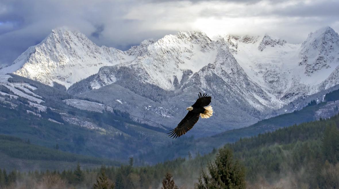An eagle flying in the North Cascades mountains