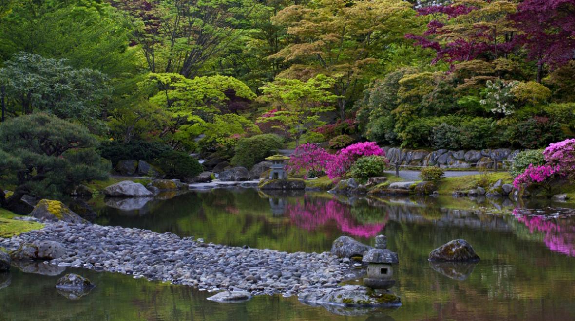 Seattle Japanese Gardens in the springtime