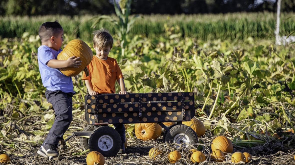 Kids at a pumpkin patch with a wagon