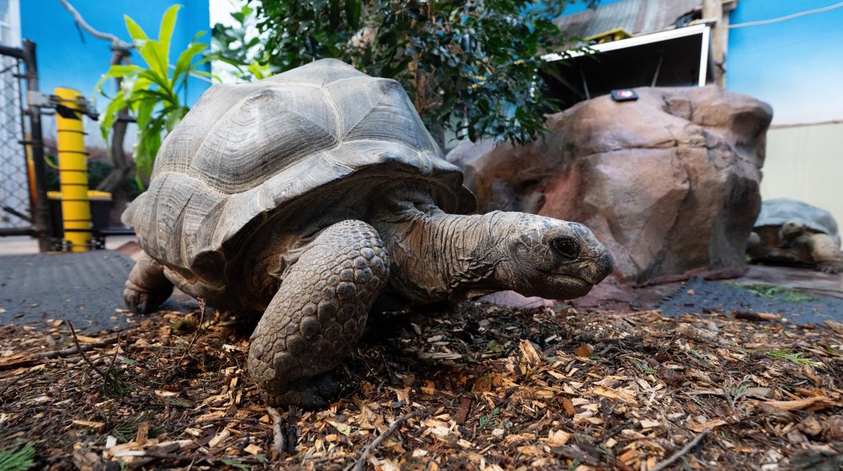 tortoise at the woodland park zoo
