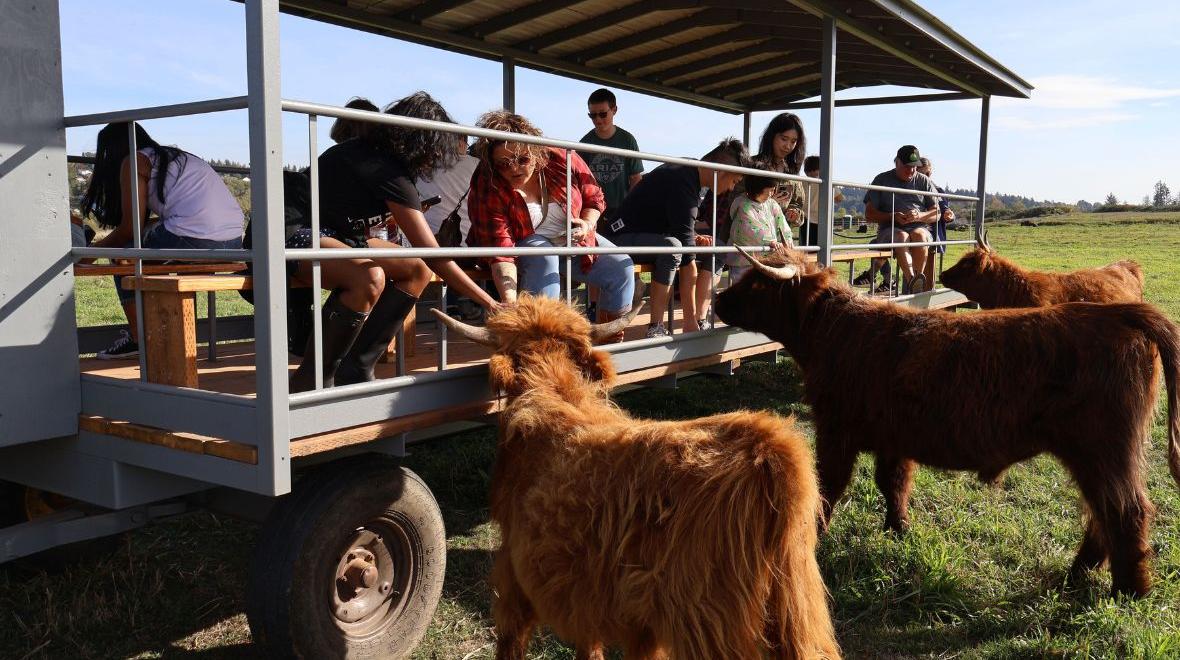 people petting highland cows