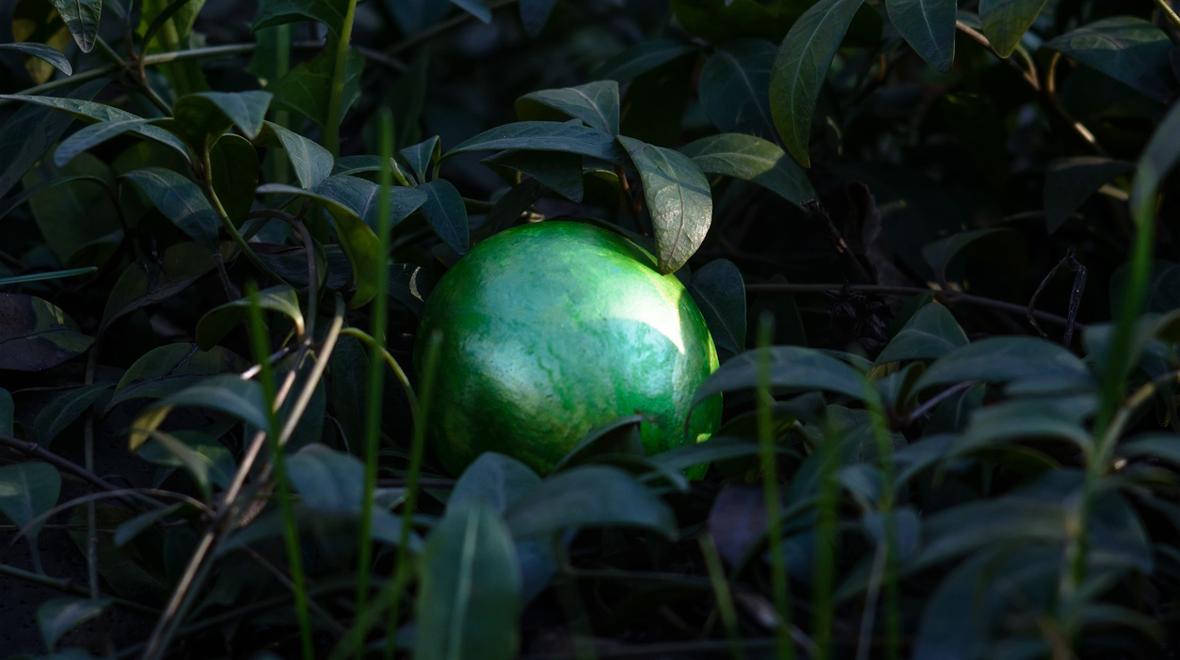 egg hidden outside in green plants