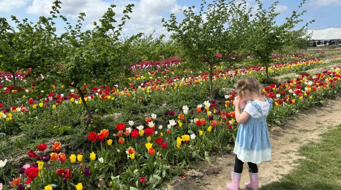 young girl taking photos of the tulips during spring break near Seattle