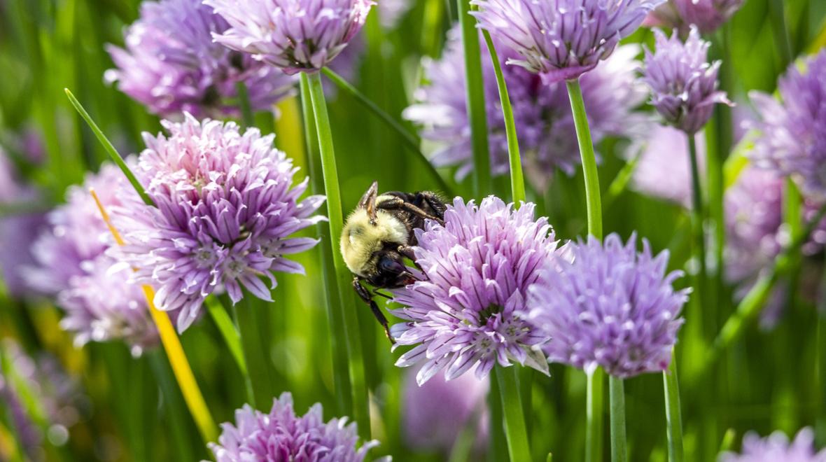 A bumble bee on chives flowers