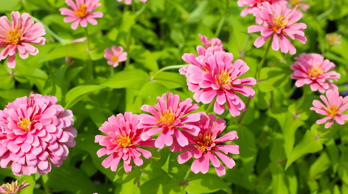 zinnias
