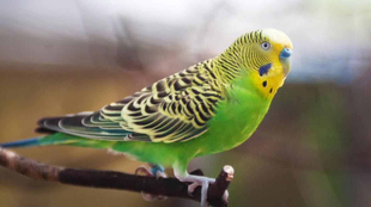 Budgie Buddies Return at Point Defiance Zoo & Aquarium Seattle Area