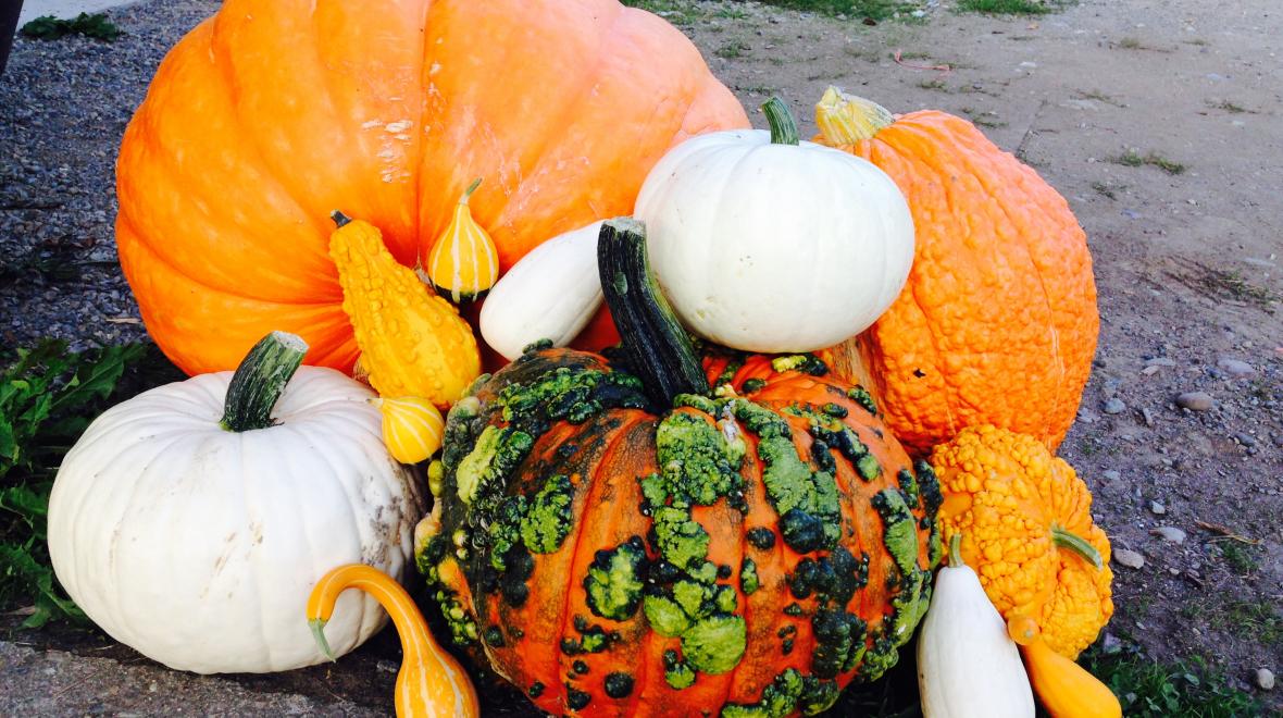 Carnation Farms Harvest Festival Seattle Area Family Fun Calendar ParentMap