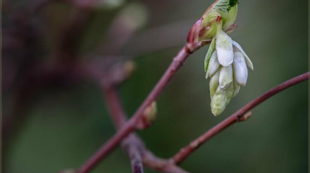 Guided Nature Walk Buds & Blooms Seattle Area Family Fun Calendar