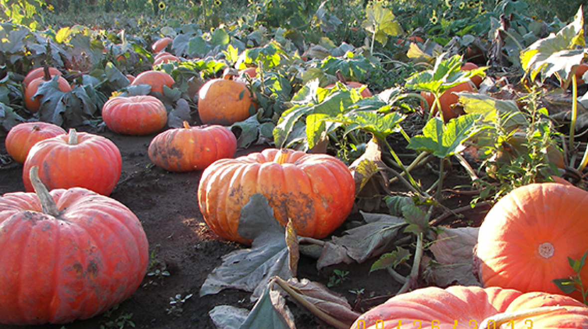 Rutledge Corn Maze And Attractions Seattle Area Family Fun Calendar Parentmap