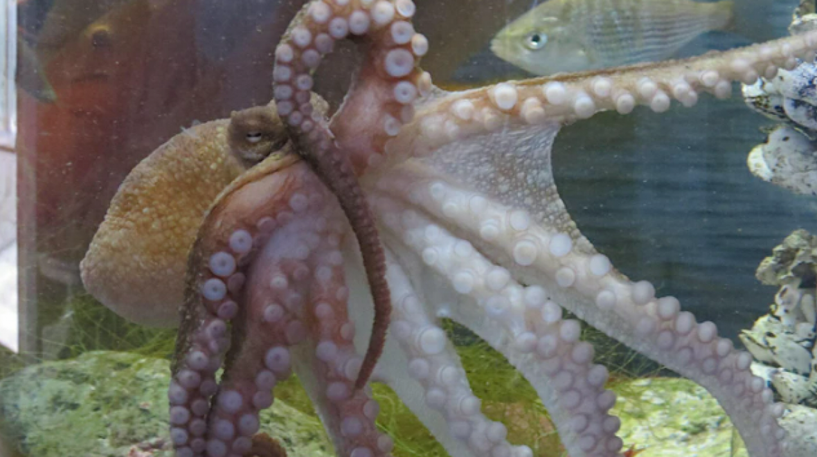 Mini Explorers: An Octopus's Garden | Seattle Area Family Fun Calendar |  ParentMap
