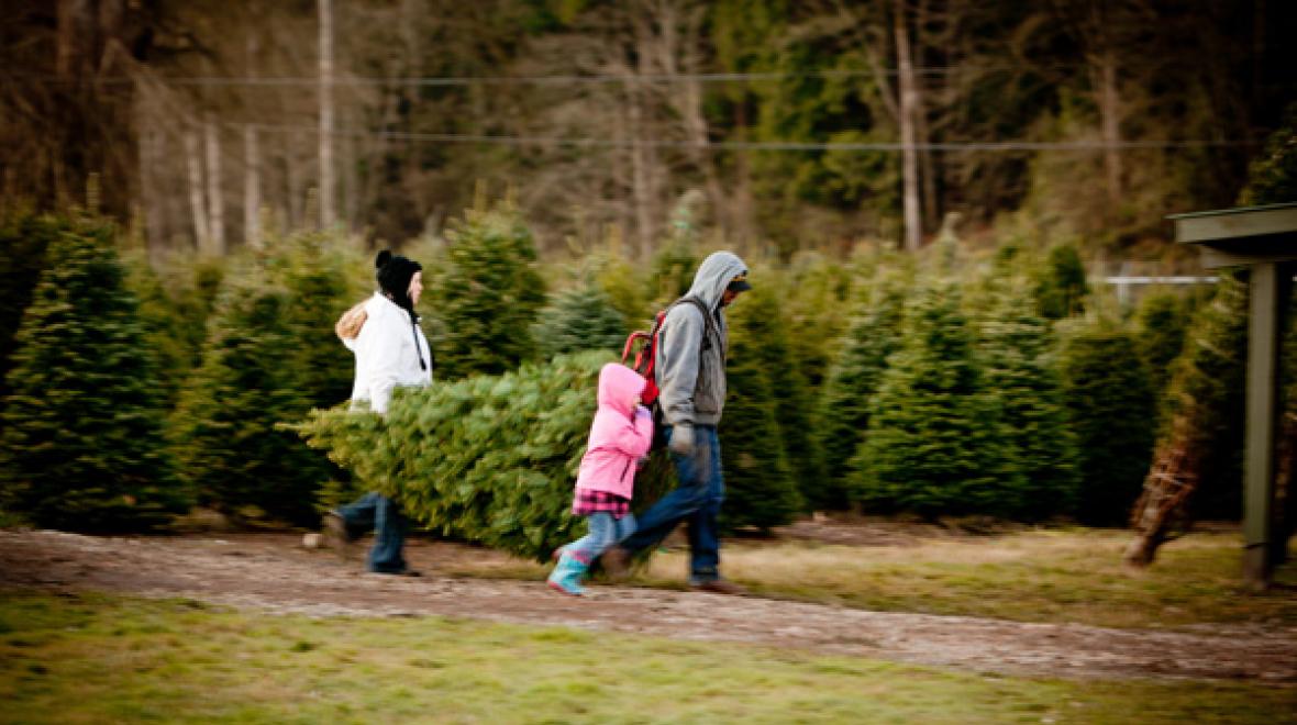 Coates Christmas Trees Opening Weekend Seattle Area Family Fun