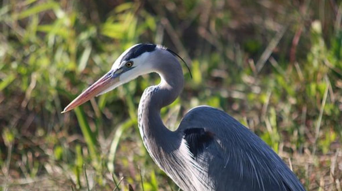Great Blue Herons Seattle Area Family Fun Calendar ParentMap