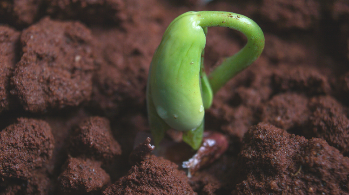 The Mysterious Seed with Lisa Taylor at the Fall City Library | Seattle ...