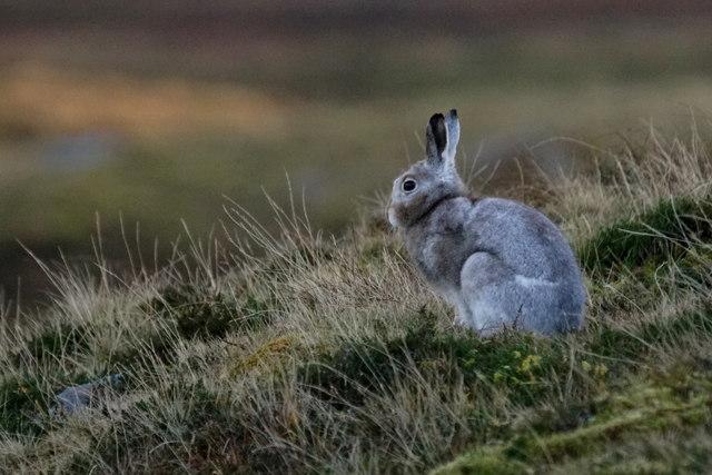 Ranger Program: Riveting Rabbits | Seattle Area Family Fun Calendar ...