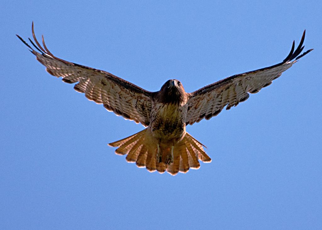 HighFlying Hawks Seattle Area Family Fun Calendar ParentMap