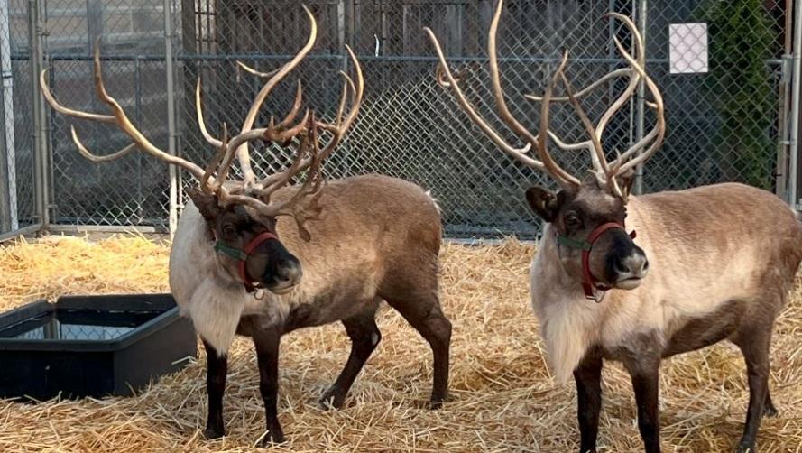 Visit Reindeer at Watson’s Nursery Seattle Area Family Fun Calendar