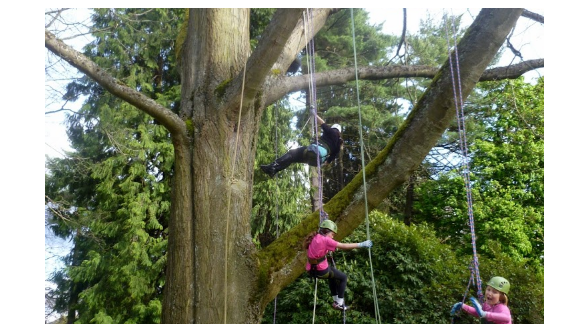 Recreational Tree Climbing in Volunteer Park