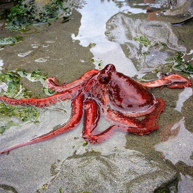 Seattle Aquarium Beach Naturalist at Des Moines Beach Park Seattle