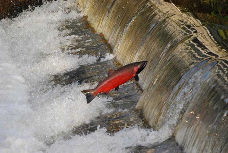 Image result for salmon going upstream