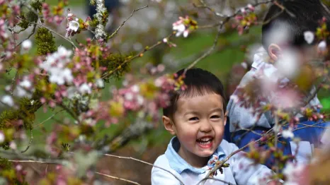 a cute kid smiling with cherry blossoms during peak bloom in Seattle