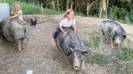 Young girls with large pigs outside during a farm stay vacation in Washington
