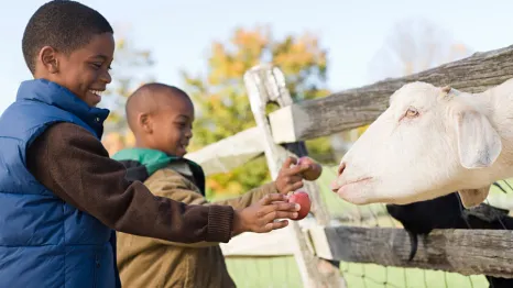 two boys feeding a goat