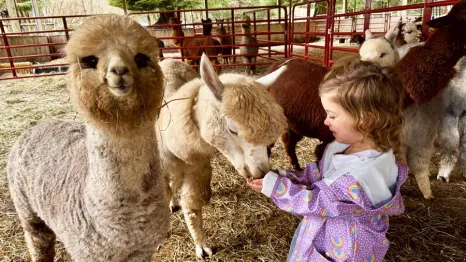 young girl feeding alpacas at Enchanted Farms in Duvall, a Seattle-area alpaca farm for families to visit