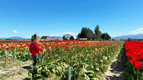 young girl walking in tulip field during Skagit Valley Tulip Festival
