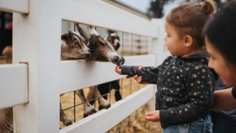 kids feeding goats at a petting zoo
