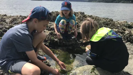 kids at a tide pool looking at creatures in the Seattle area