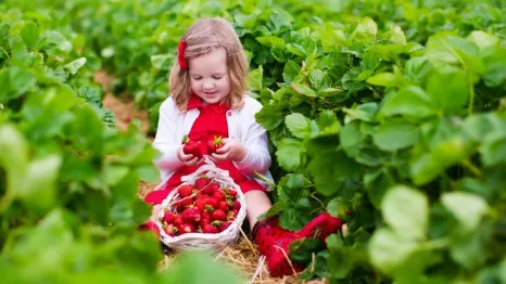 young girl picking strawberries at a U-pick berry farm near Seattle