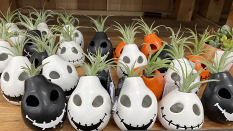 mini succulents Halloween pots