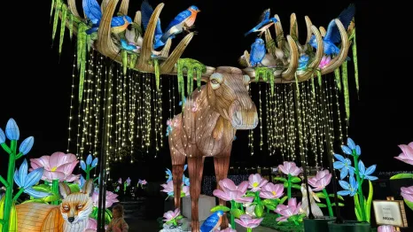 young child admires flower lantern under large moose at WildLanterns entrance during 2025 display