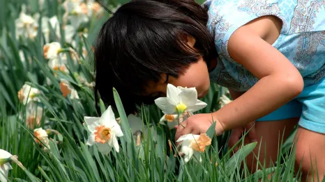 A girl leans over to smell a daffodil in a field.