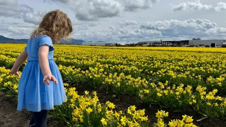 young girl looking at a field of daffodils during the La Conner Daffodil Festival
